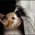 Cute Cat and Horse