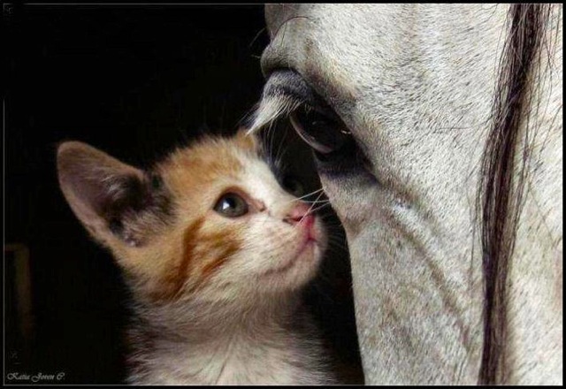 Cute Cat and Horse