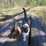 Cute Duck and Cat