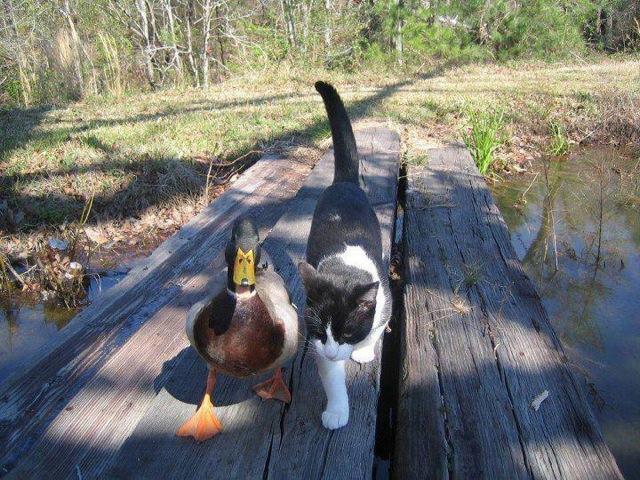 Cute Duck and Cat