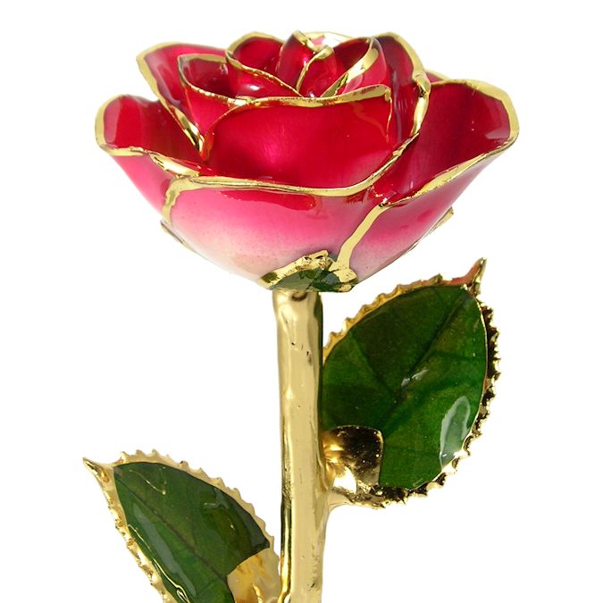 Red and Cream Gold Rose