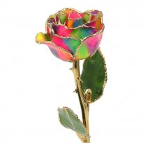 24k Gold Trimmed 11" Rainbow Pride Rose Gift