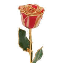 11" 24k Gold Trimmed Candy Cane Rose