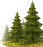 Home Pae Hammy Tree