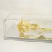 Image Thumbnail of: 11" 24k Gold Dipped Rose in Museum Case