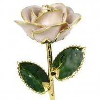 24k Gold Trimmed Rose: 11" Cream Rose