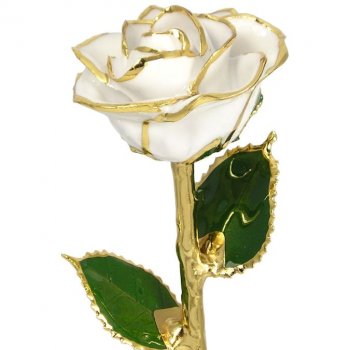24k Gold Trimmed Rose: 11" White Rose