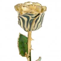 11" 24k Gold Trimmed White Zebra Rose