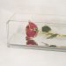 Image Thumbnail of: 24k Gold Trimmed Rose in Museum Case