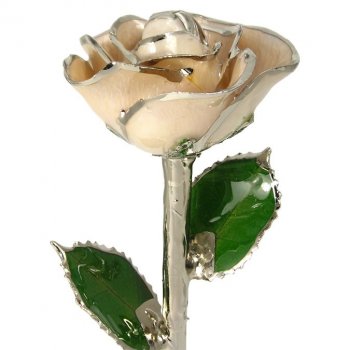 Platinum Trimmed Rose: 11" Cream Rose