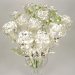 Image Thumbnail of: Silver Dipped Roses: 1 Dozen 14" Rose Bouquet