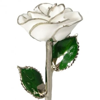 Silver Trimmed Rose: 11" White Rose