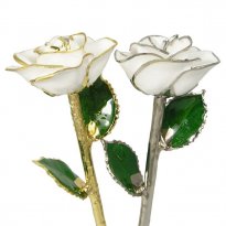 Birthday Roses