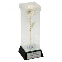 Illuminated Aniversary Roses